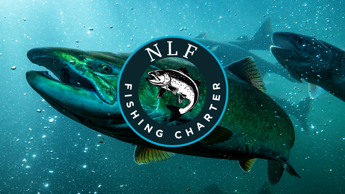Chinook salmon fishing packages — NLF Fishing Charter – NLF Fishing Charter